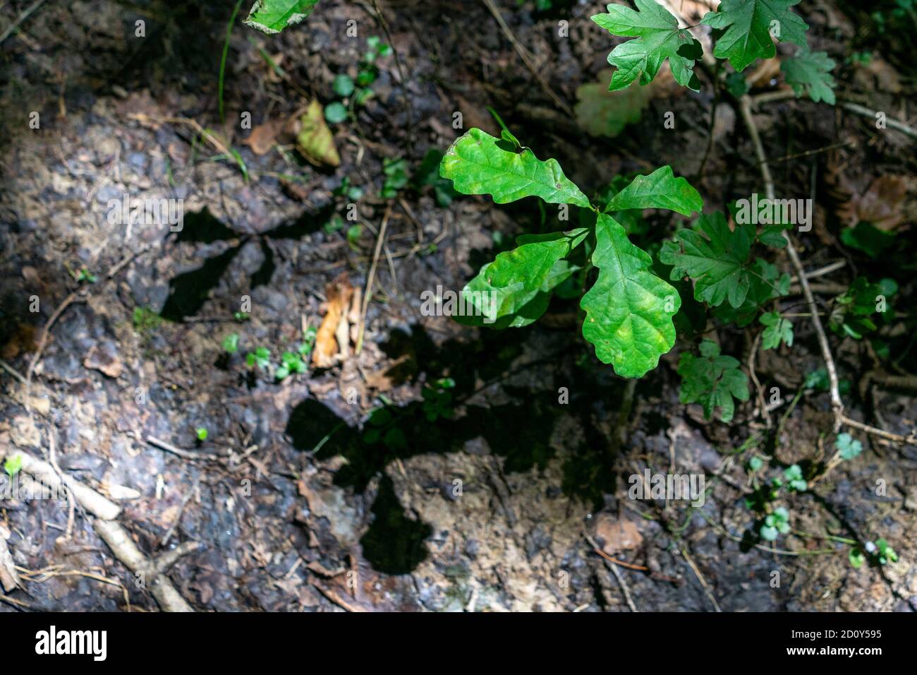 Tief im Urwald Stockfoto