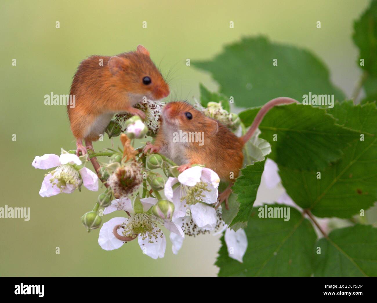 Ernte Mäuse auf Blumen Stockfoto