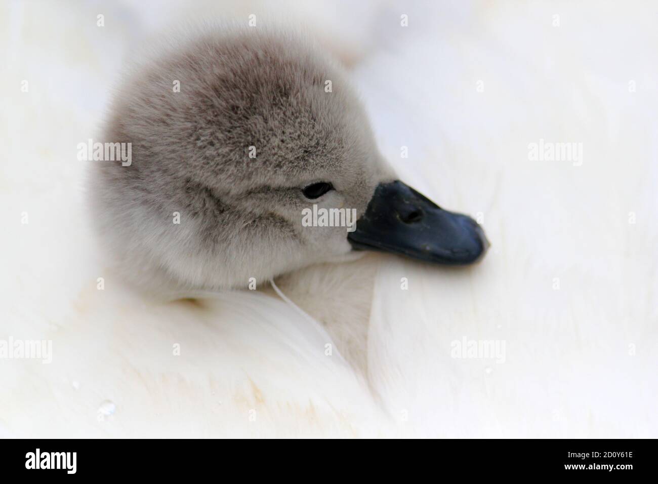 Cygnet auf Schwäne zurück Stockfoto