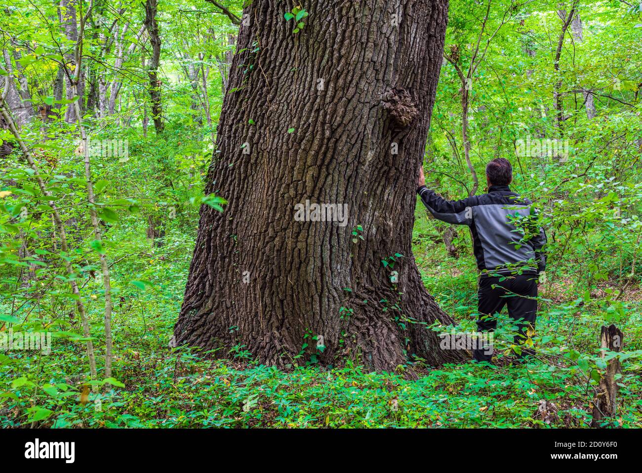 Mann an einem alten großen Baum im grünen Wald Stockfoto