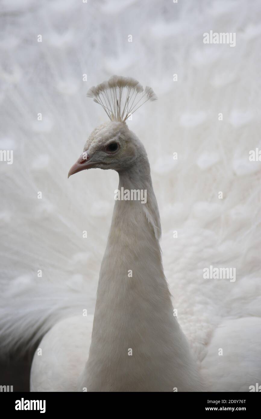 Weißer Pfau Stockfoto