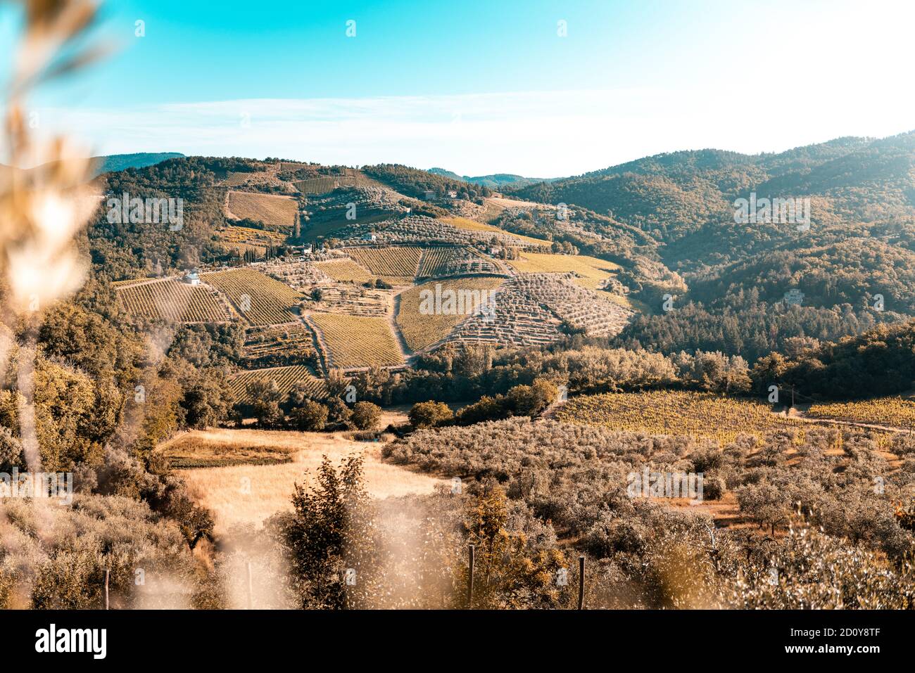 Toskana, Weinberge im Herbst. Italien Stockfoto
