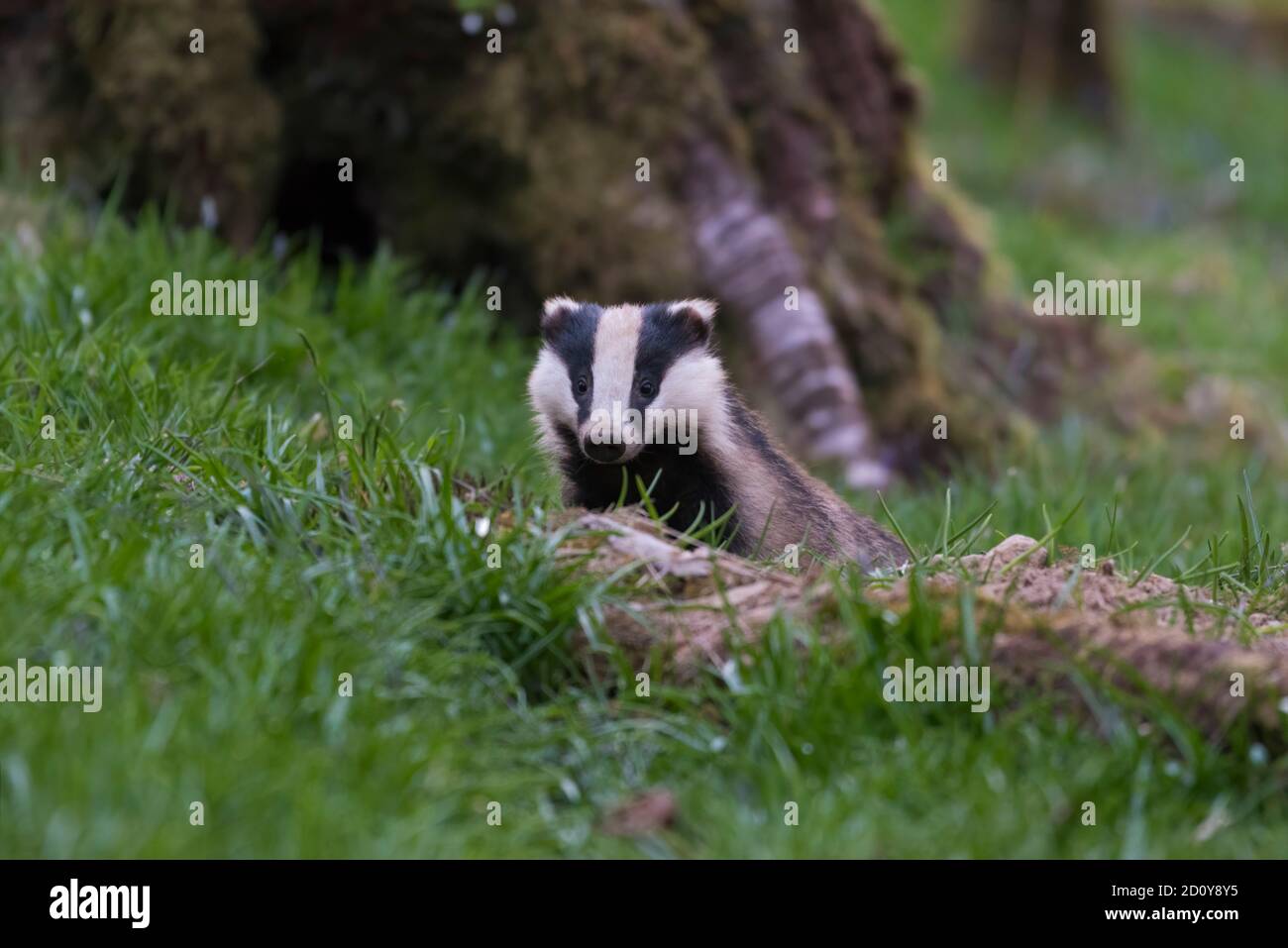 Dachs, Meles meles, aus seinem Bau in Woodland, Dumfries & Galloway, Schottland Stockfoto
