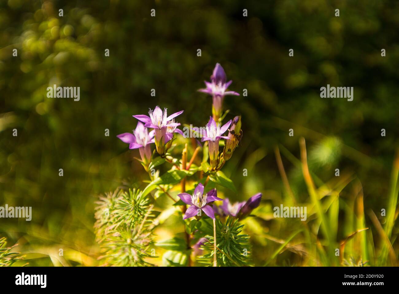 Chiltern Enzian mit Blüte im Herbst im deutschen Hochland Schwäbische Alb Stockfoto