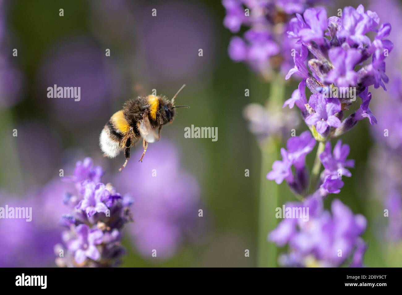 Bumble Biene fliegen zu lila Blume Stockfoto