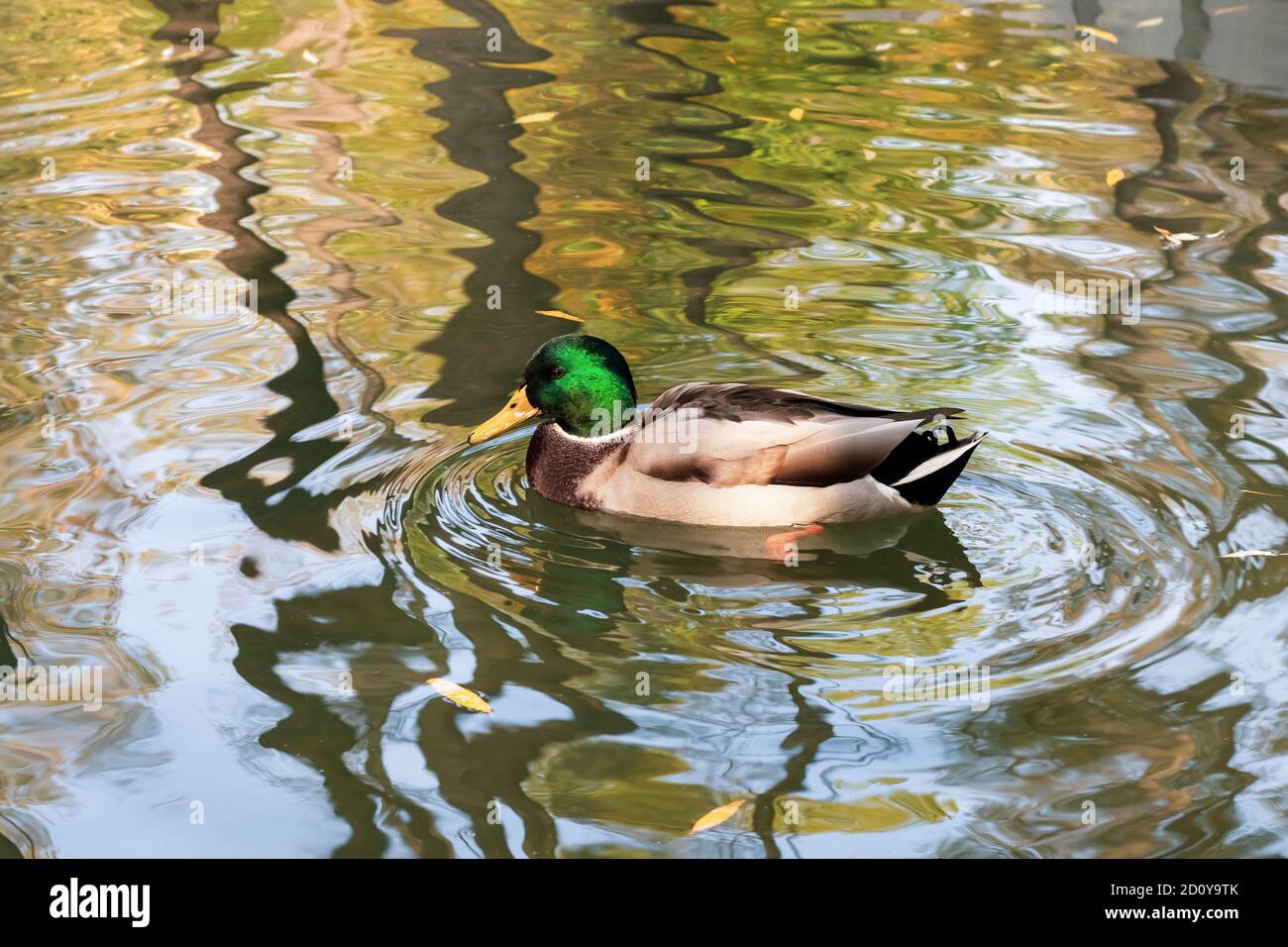 Mallard, männlicher Vogel. Drake ist ein Wasservögel mit einem glänzend grünen Kopf und grauen Flügeln. Im Herbst schwimmt die Ente im Teich auf dem Wasser Stockfoto