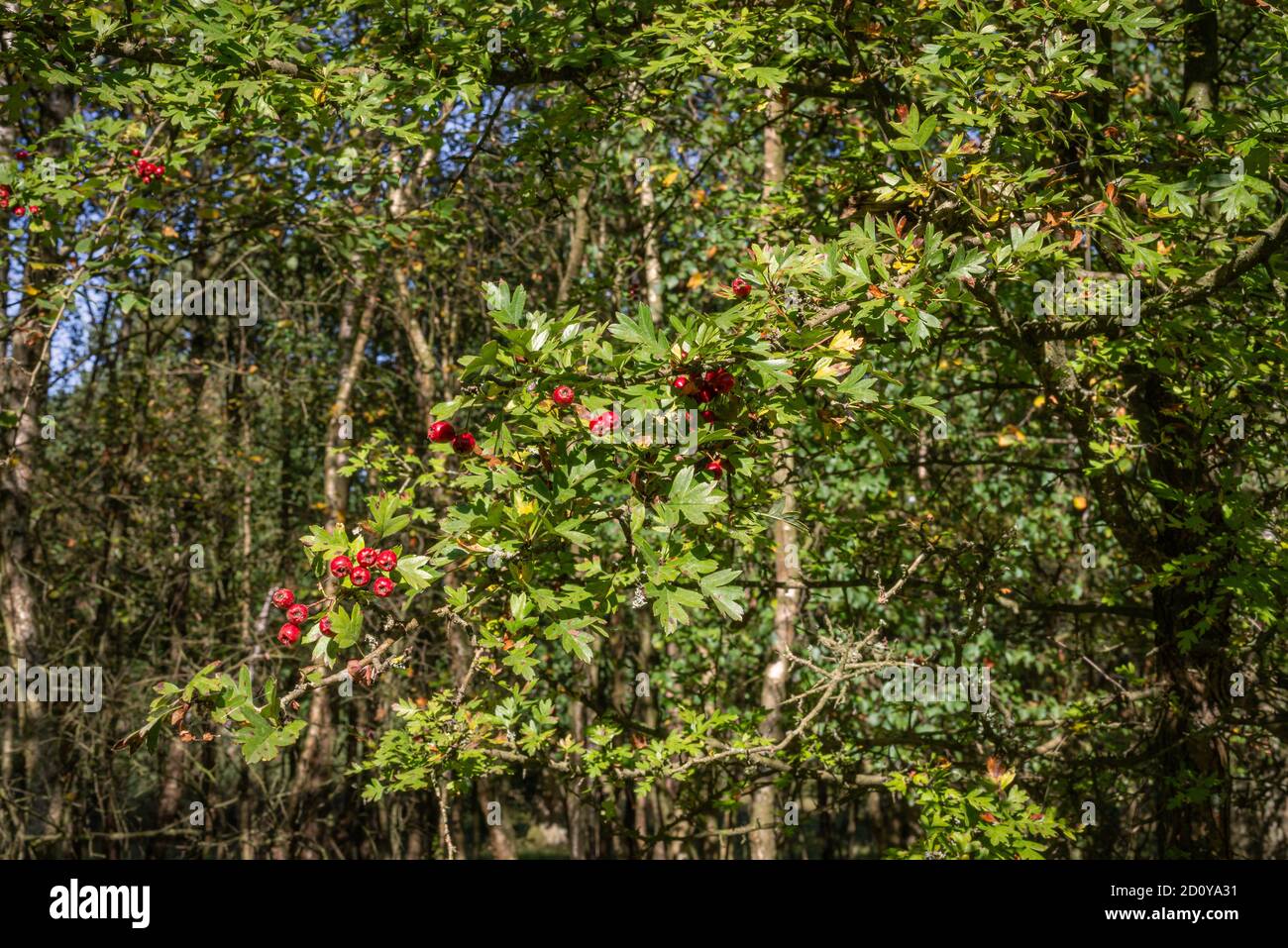 Rote Beeren auf einem Bett aus grünen Blättern, die von einem Baumzweig hängen, werden in der Sonne gefangen. Dichte Bäume sind jenseits. Stockfoto