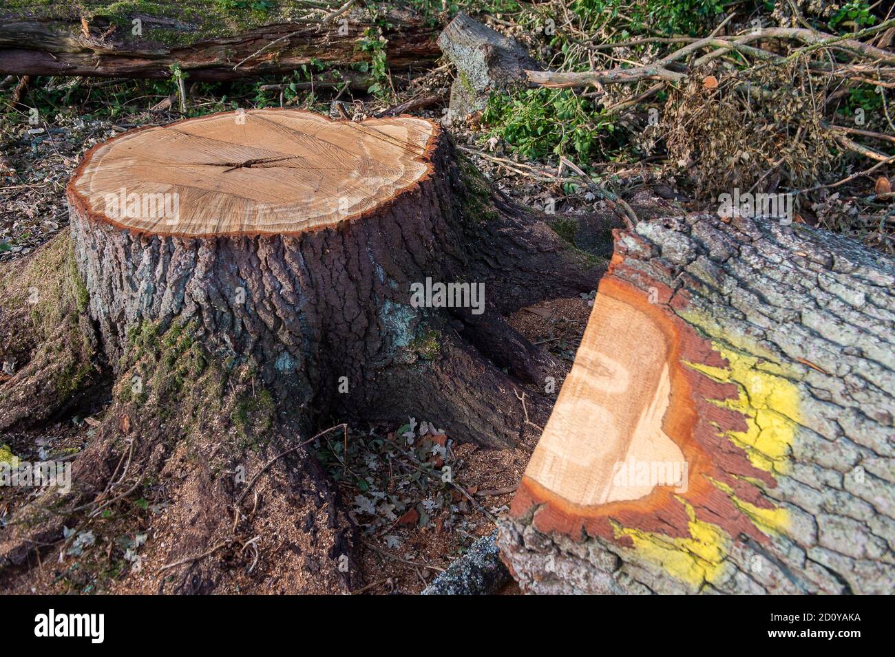 Denham, Großbritannien. September 2020. Ein Baumfriedhof mit den Überresten von Bäumen, die HS2 für den Bau der HS2 High Speed Rail Verbindung von London nach Birmingham fällte. Nach HS2 Rebellion angeblich HS2 haben keine Erlaubnis, Baumfällung in diesem Bereich in der Nähe von Strommasten und dem Grand Union Canal durchzuführen. HS2-Bauarbeiten gefährden 693 Naturgebiete, 108 uralte Waldgebiete und 33 Stätten von besonderem wissenschaftlichen Interesse. Quelle: Maureen McLean/Alamy Stockfoto