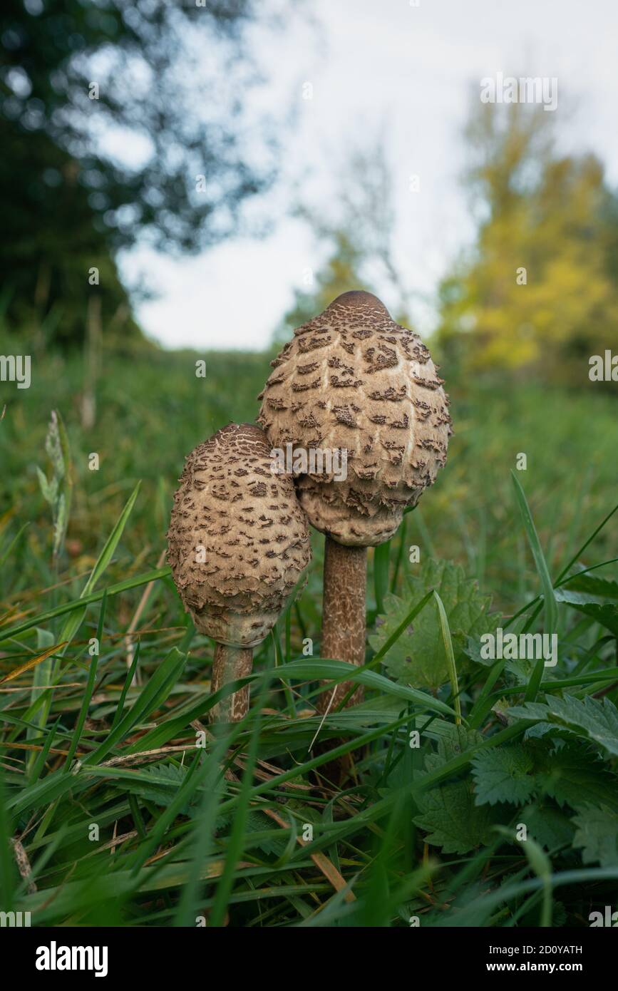 Nahaufnahme von zwei jungen Sonnenschirmpilzen (macrolepiota procera) Auf einer Wiese in autimn Stockfoto