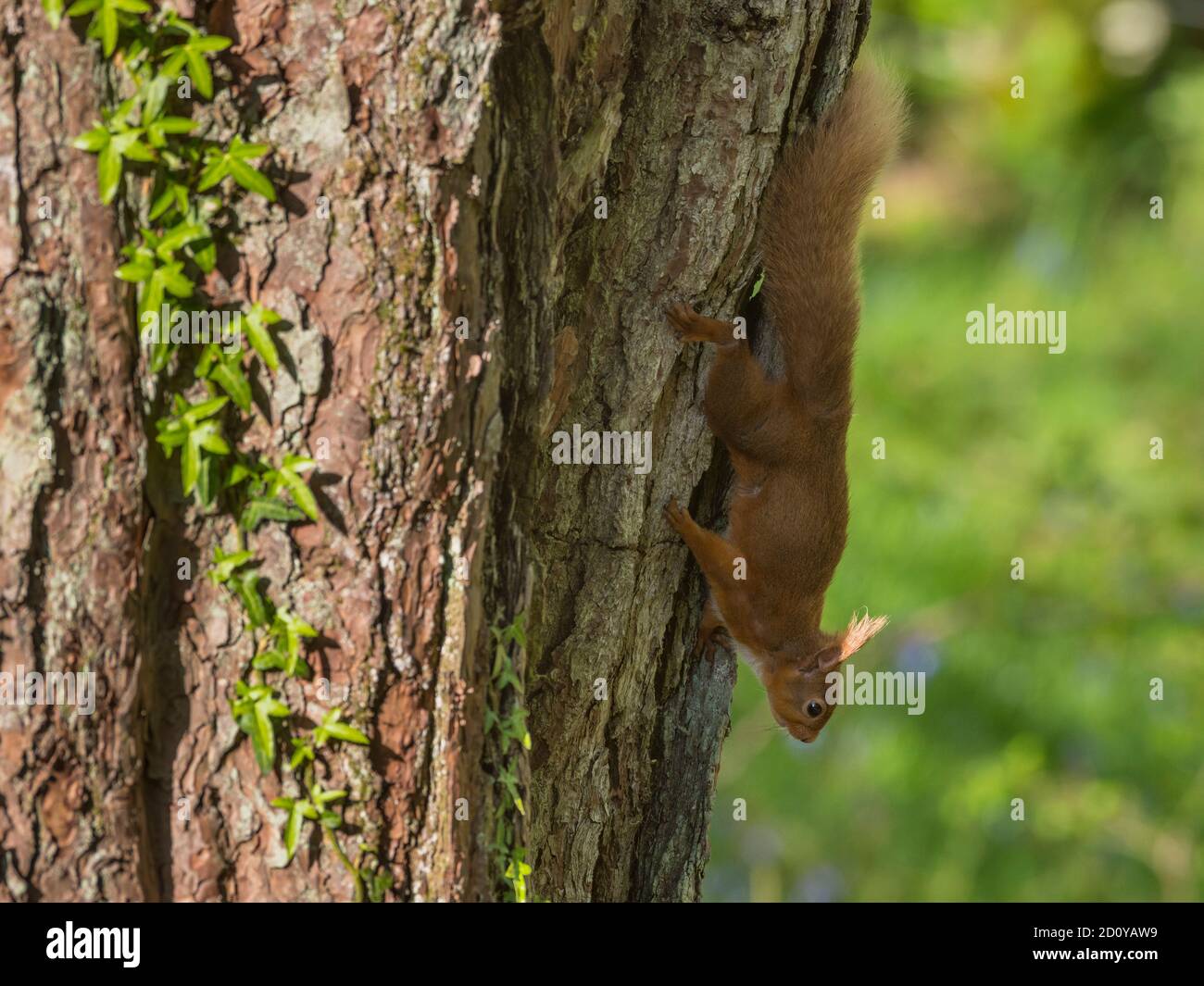 Rotes Eichhörnchen, Sciurus vulgaris, auf einer schottischen Kiefer, Dumfries & Galloway, Schottland Stockfoto
