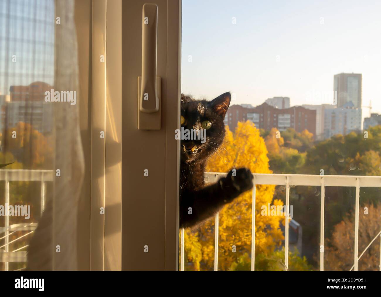 Ein Schwarzer miaut laut und bittet um Erlaubnis nach Hause. Sitzt auf dem Balkon, Stockfoto