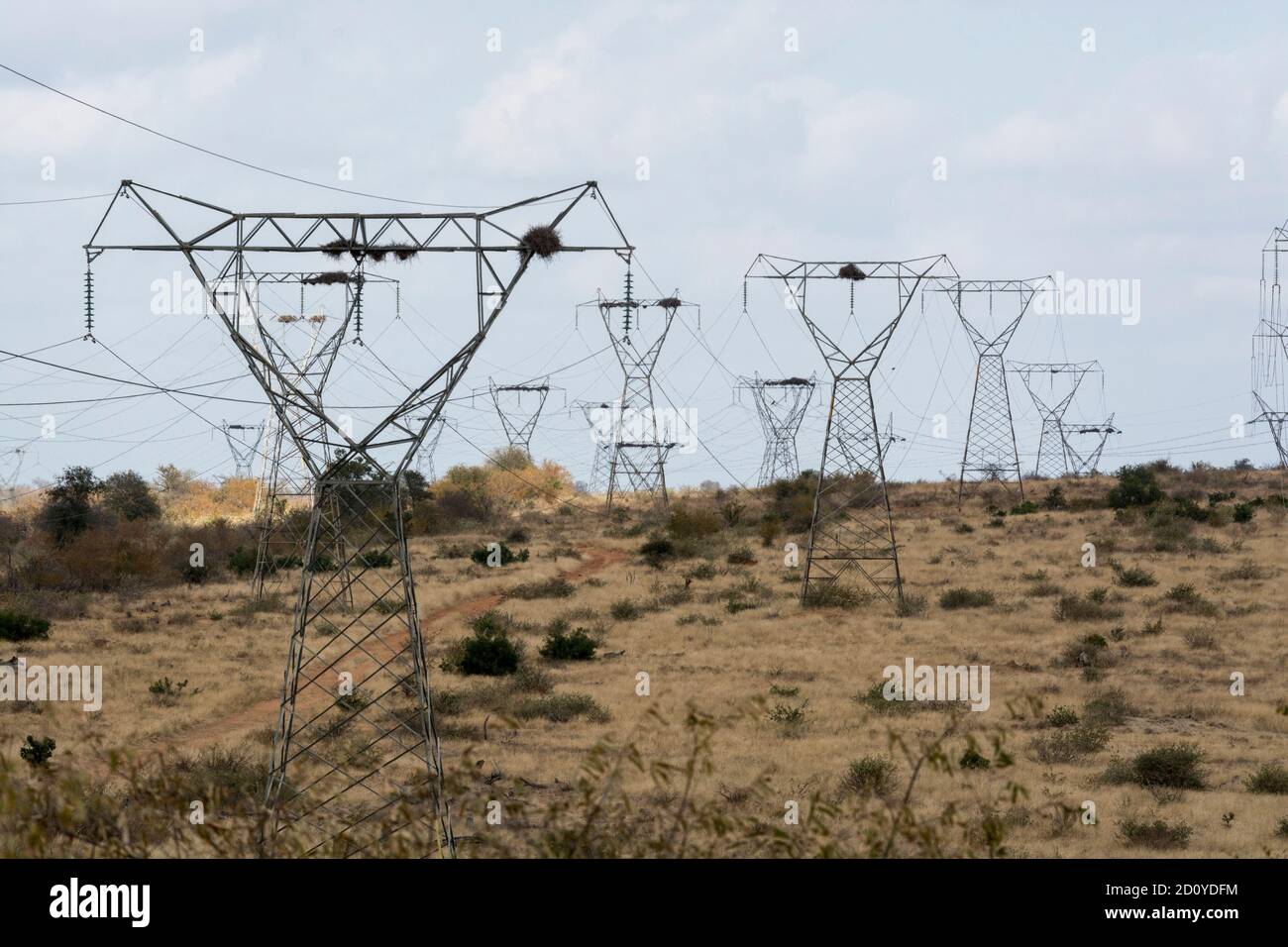 Stromleitungen - Reihen von Pylonen/Masten, die Hochspannungsleitungen über offene Buschveld in Südafrika transportieren. Braunes Veld und blaues sk Stockfoto