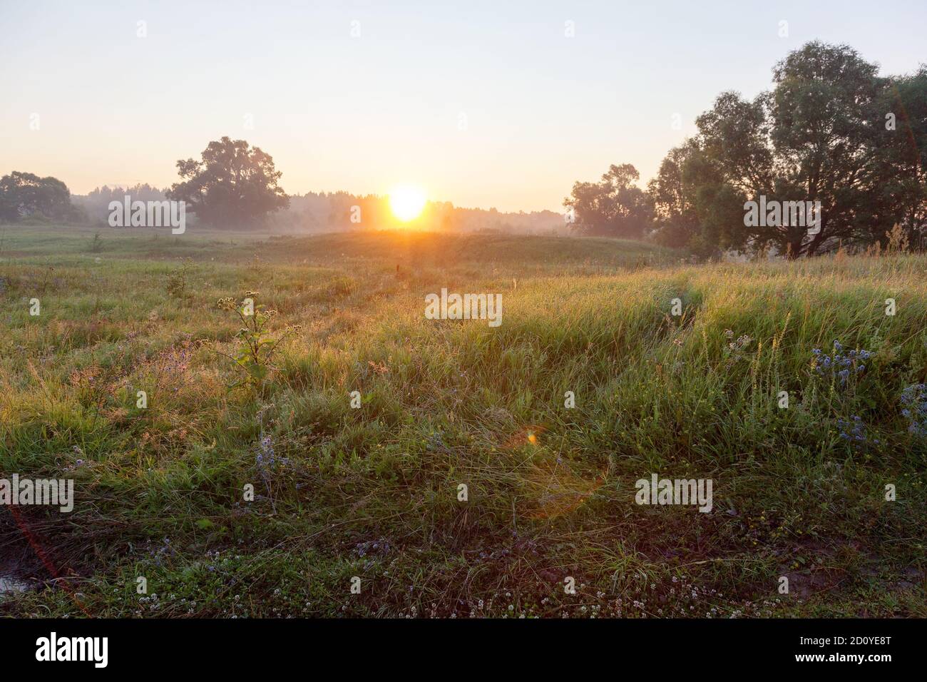 Authentische schöne Sommerlandschaft Birkenhain auf einem klaren sonnigen Tag Stockfoto