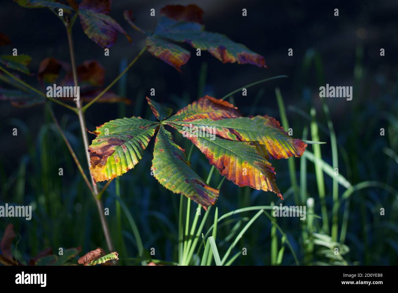 Herbstbild von Rosskastanie Laub bräunen und vergilben in Fallen Stockfoto
