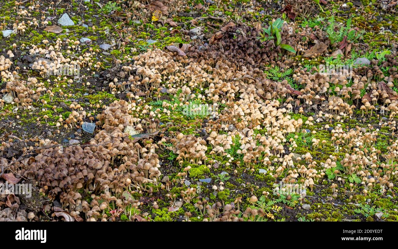 Pilze wachsen auf Waldboden. Stockfoto