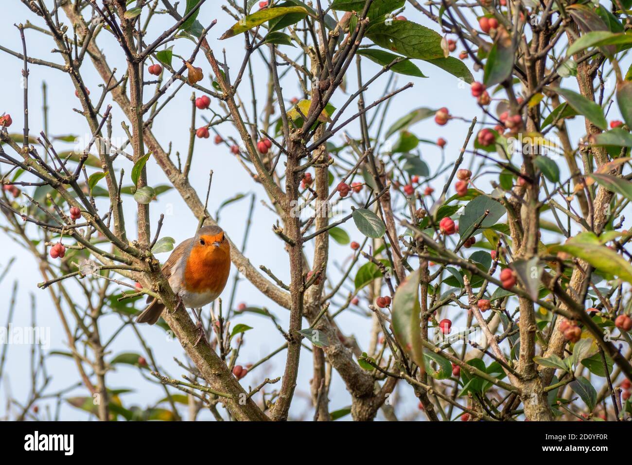 Europäischer Rotkehlchen Erithacus Rubecula mit roten Beeren, UK. Stockfoto
