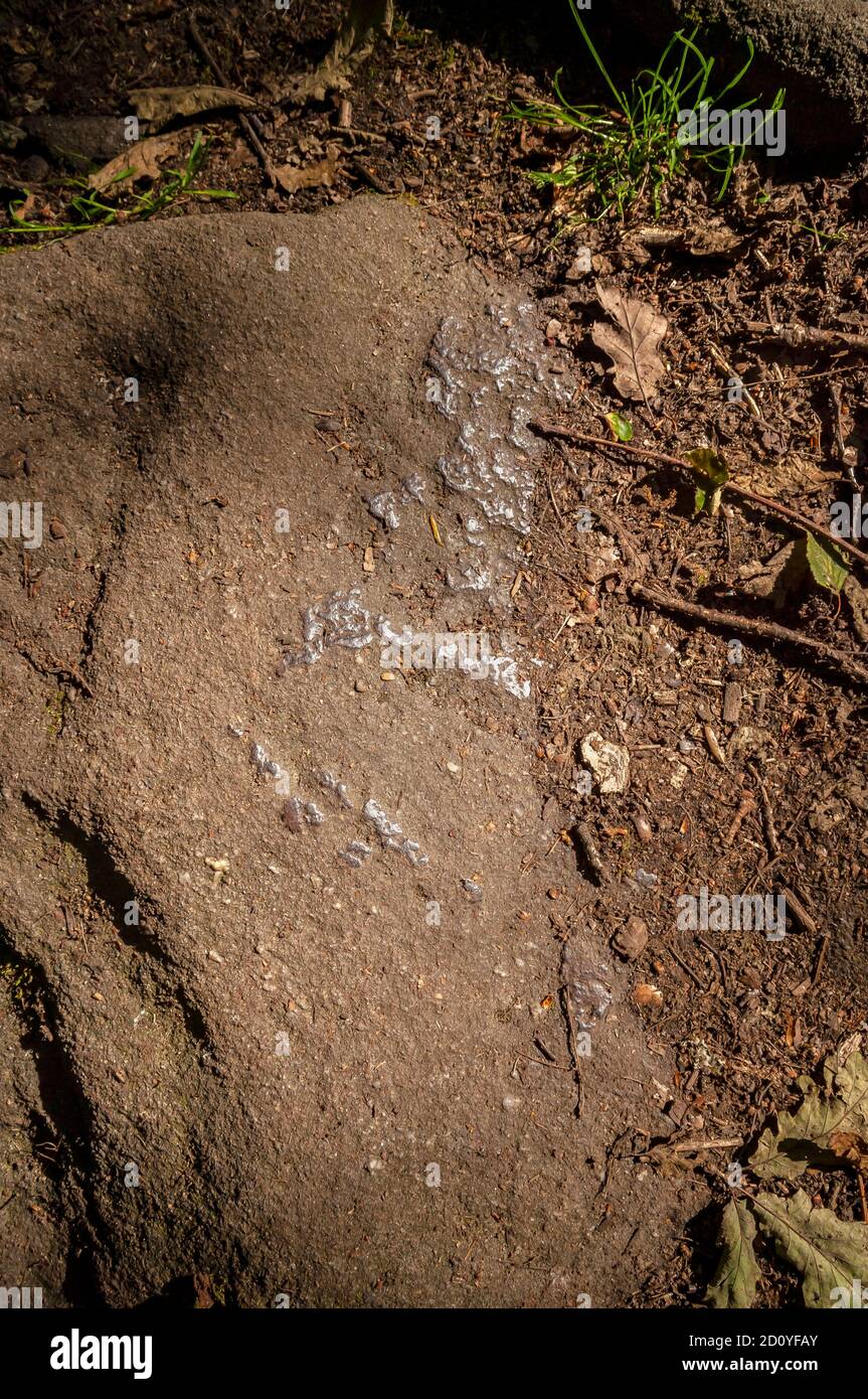 Knoten aus Eisen oder Eisenerz in Steinplatten, die als Fußweg in der Padley Gorge in der Nähe von Grindleford, Derbyshire verwendet werden. Stockfoto