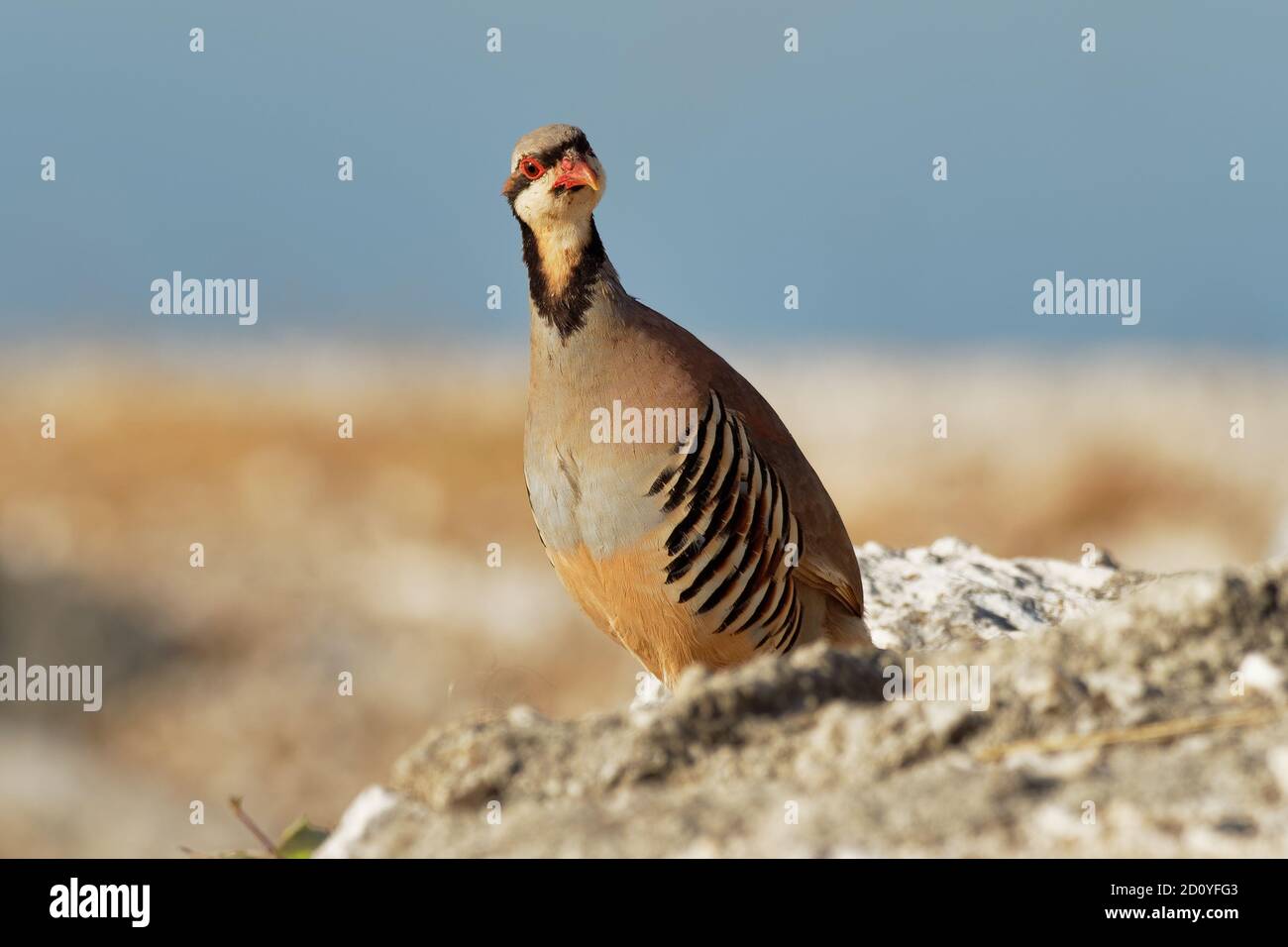 Chukar (Alectoris chukar) auf dem Felsen in Korfu, Griechenland. Chukar-Rebhuhn (Alectoris chukar), oder einfach Chukar, ist ein paläarktischer Upland-Gamebird im Stockfoto