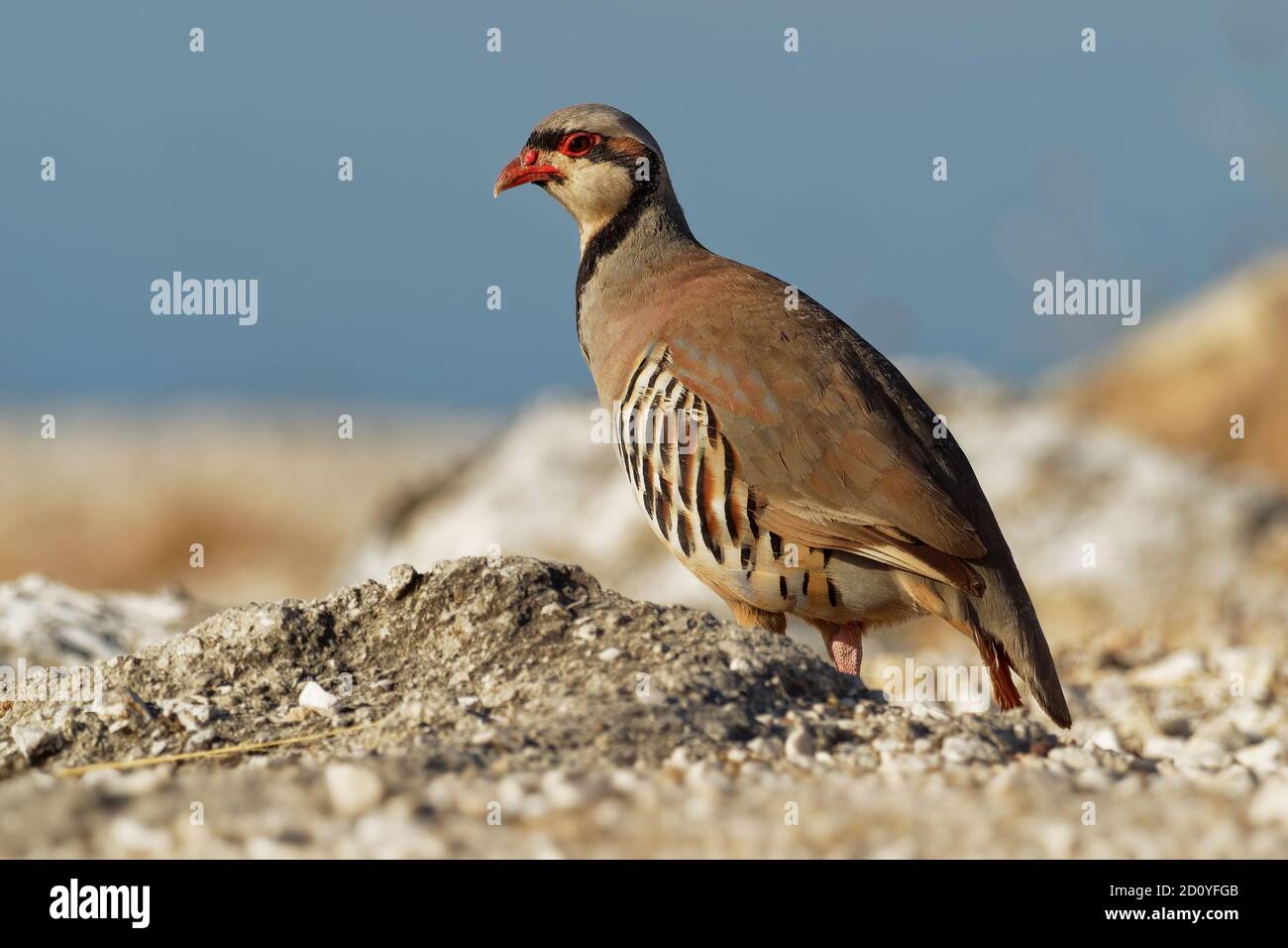 Chukar Rebhuhn Stockfotos Und Bilder Kaufen Alamy