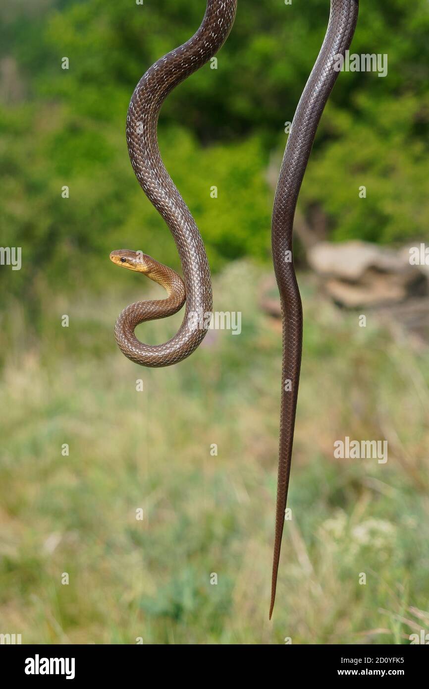 Aesculapian Snake - Zamenis longissimus, Elaphe longissima, nicht giftige olivgrüne und gelbe Schlange aus Europa, Colubrinae Unterfamilie der Familie Stockfoto