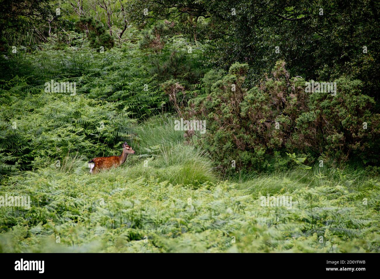 Hirsch steht im Gras in der Nähe des Forst Stockfoto