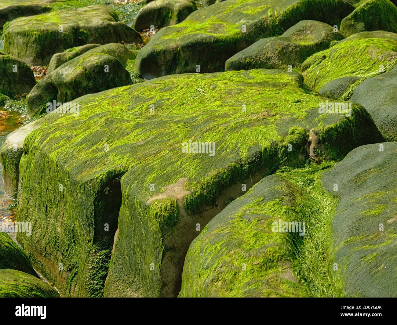 Grüner Seekopf auf Felsen am Strand des Nordens Küste Stockfoto