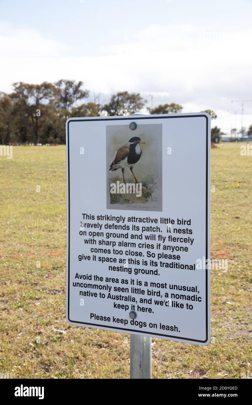 Gebändertes Kiebitz-Infomation auf diesem einzigartigen Vogel Stockfoto