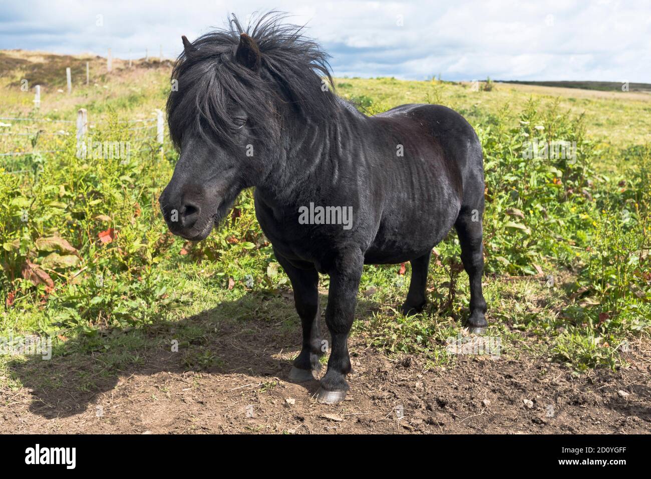 dh PONYS SCHOTTLAND Black Shetland Pony großbritannien Stockfoto