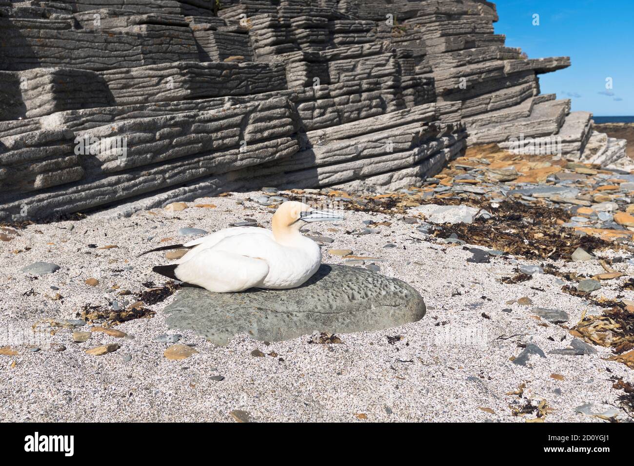 dh Solan Goose ORKNEY UK verletzte Gannet Vogel ruht schottisch morus bassanus sula bassana Vögel Schottland Stockfoto