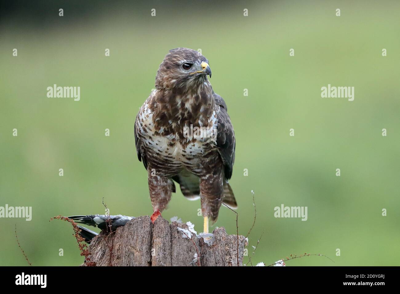 Der gewöhnliche Bussard ist ein mittelgroßer bis großer Greifvogel, der eine große Reichweite hat. Sie gehört zur Gattung Buteo und ist Mitglied der Familie Accipitridae. Stockfoto