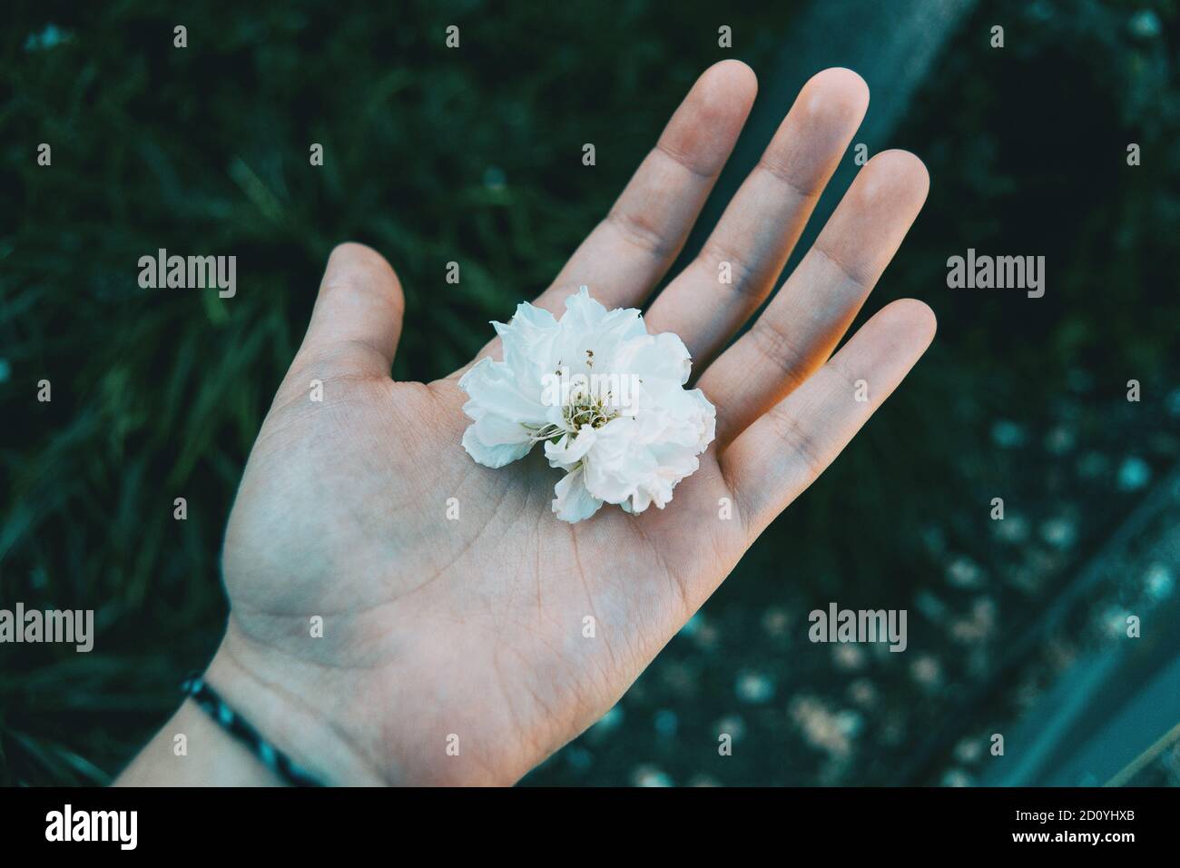 Close-up eine weiße Blume von einer menschlichen Hand gehalten Stockfoto