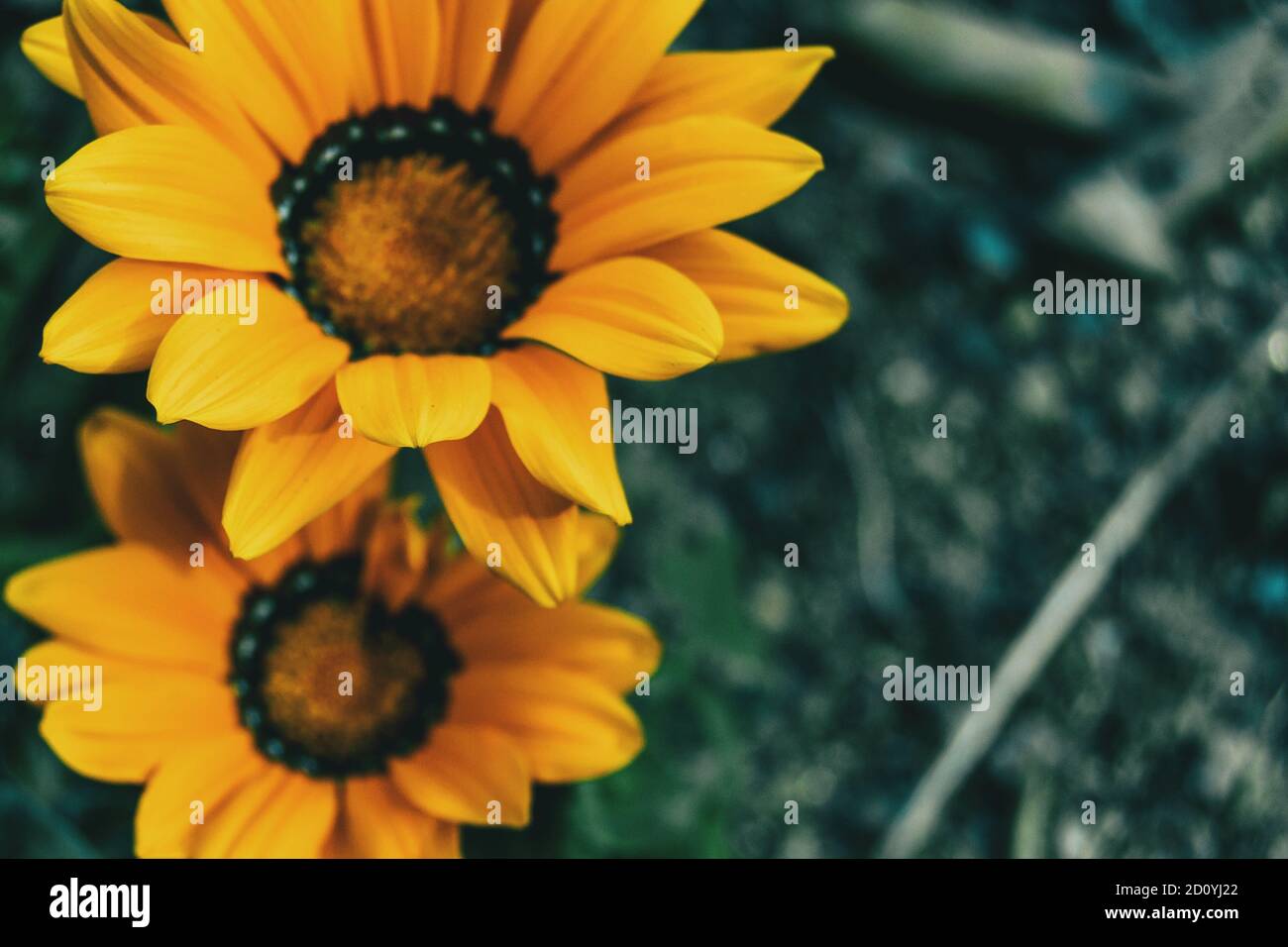 In der Nähe von zwei gelben Blüten von gazania rigens in freier Wildbahn, einer von ihnen Unscharf Stockfoto