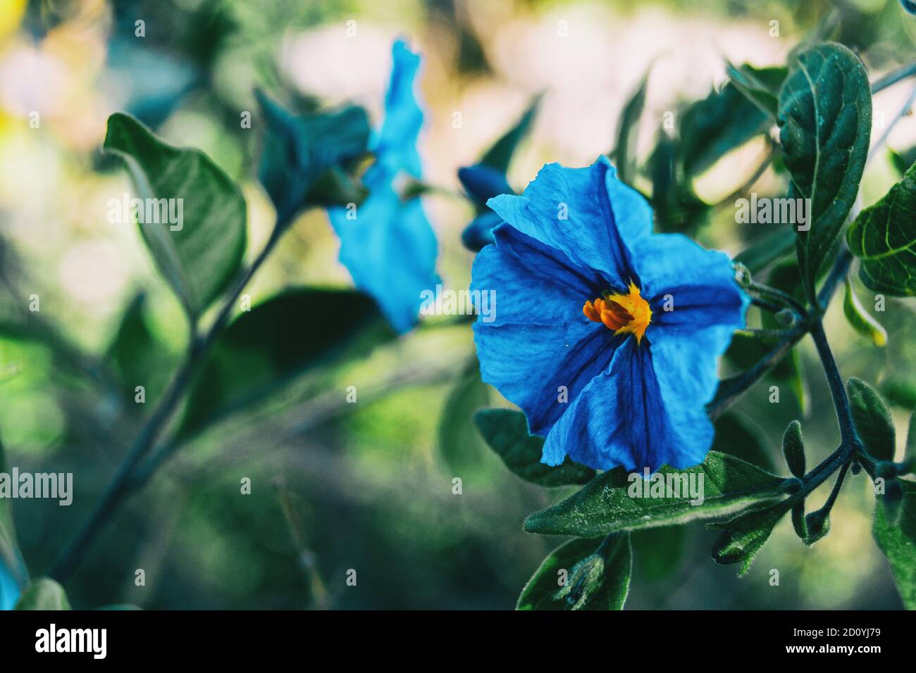 Nahaufnahme einer blauen Blume von Solanum laciniatum in der Wildnis Stockfoto