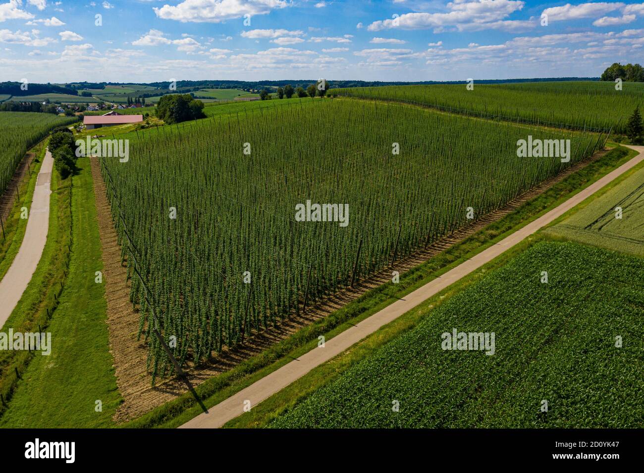 Luftaufnahme von Hopfenfeldern in Bayern, Deutschland Stockfoto