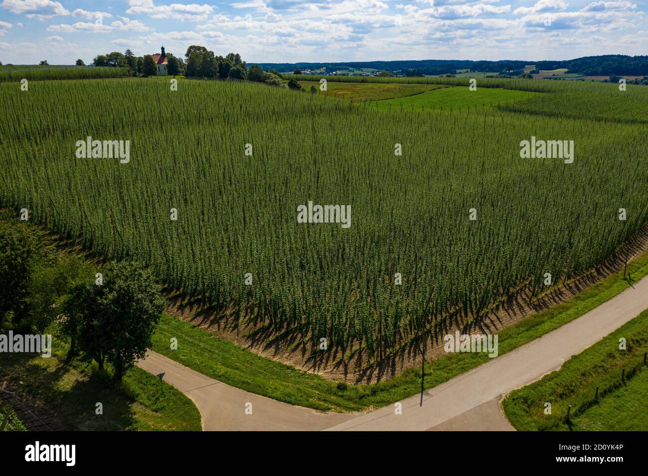 Luftaufnahme von Hopfenfeldern in Bayern, Deutschland Stockfoto