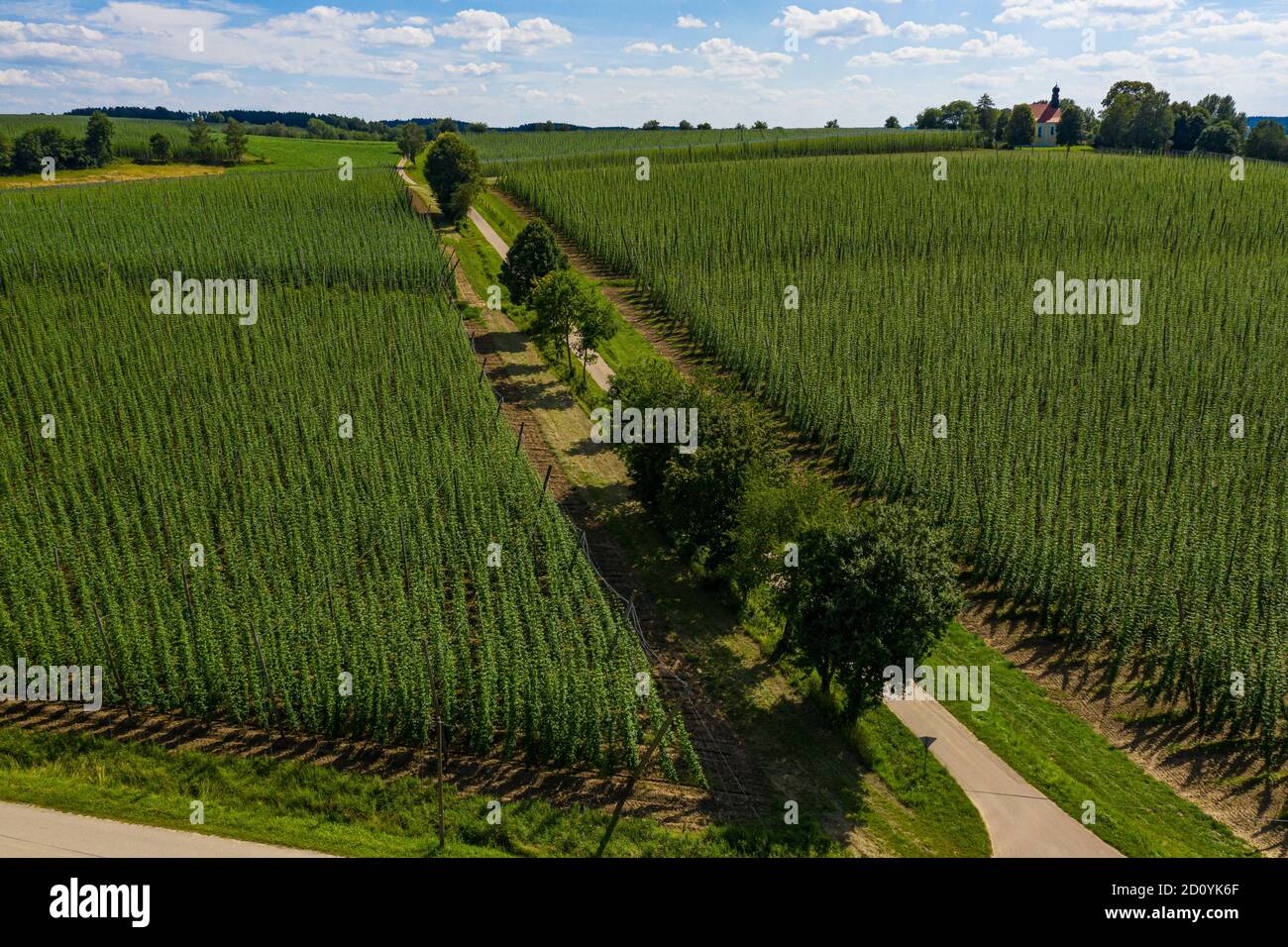 Luftaufnahme von Hopfenfeldern in Bayern, Deutschland Stockfoto