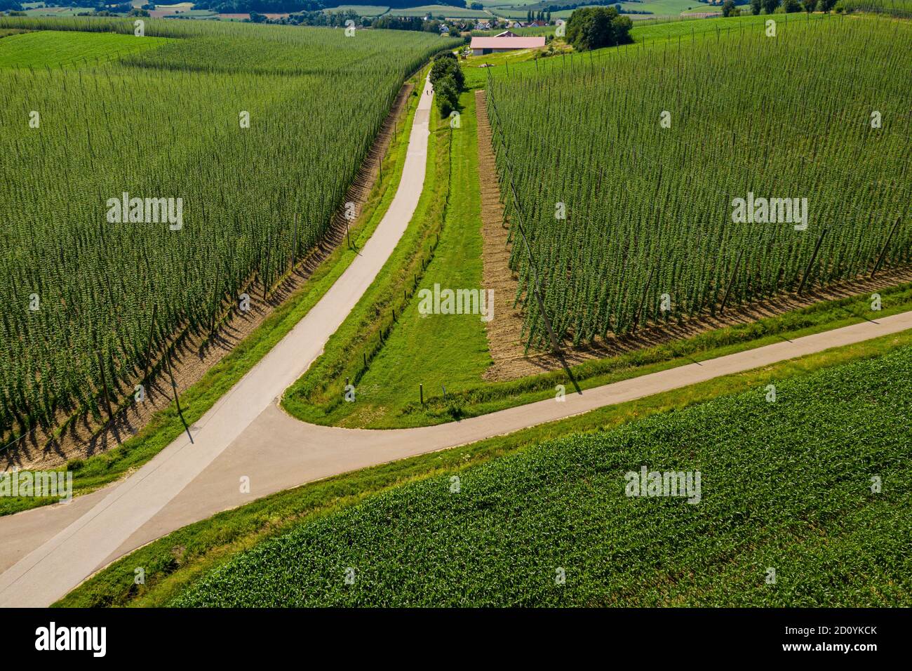 Luftaufnahme von Hopfenfeldern in Bayern, Deutschland Stockfoto