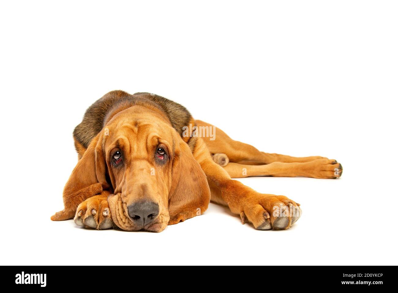 bloodhound vor einem weißen Hintergrund Stockfoto