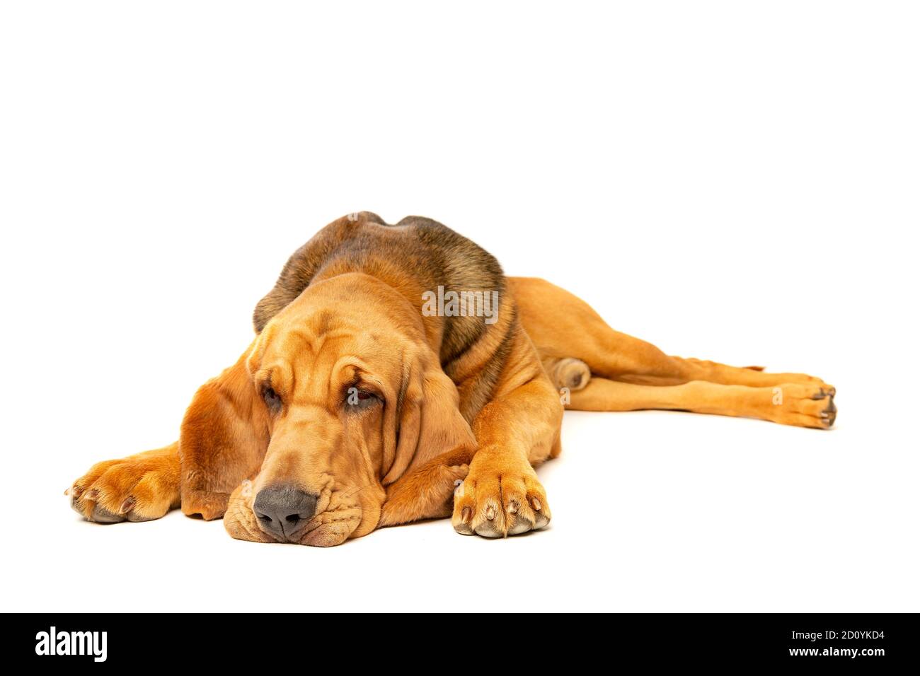bloodhound vor einem weißen Hintergrund Stockfoto