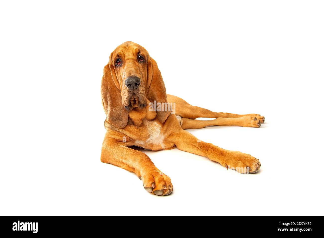 bloodhound vor einem weißen Hintergrund Stockfoto