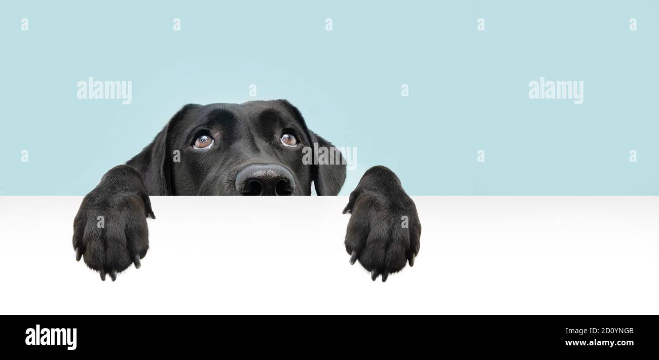 Close-up hide schwarz labrador Hund suchen nach oben geben Ihnen Whale Auge hängen über einem leeren Schild mit Platz für Text. Isoliert auf blauem Hintergrund. Stockfoto