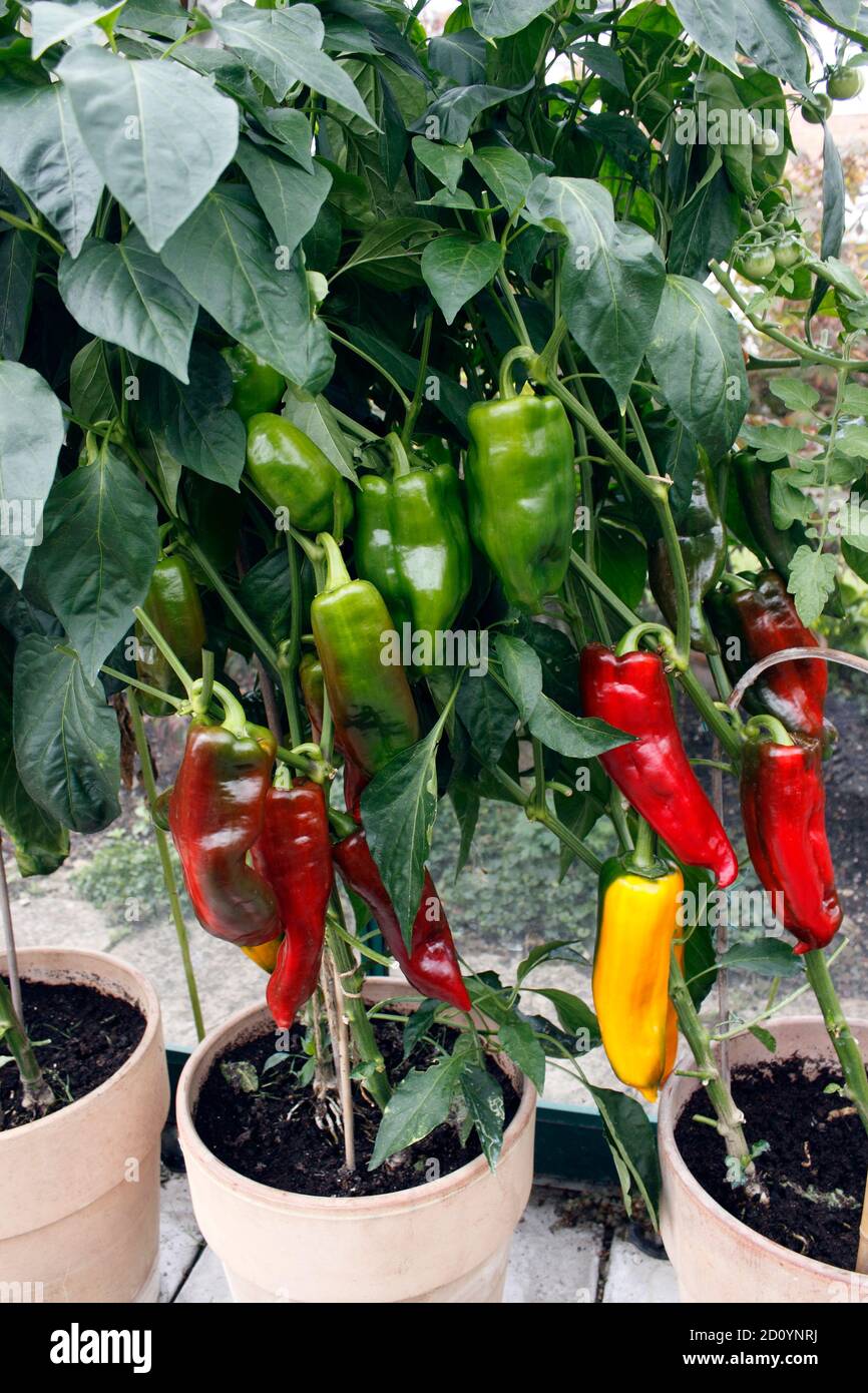 PAPRIKA ROMANO. GEWÄCHSHAUS ANGEBAUT Stockfoto
