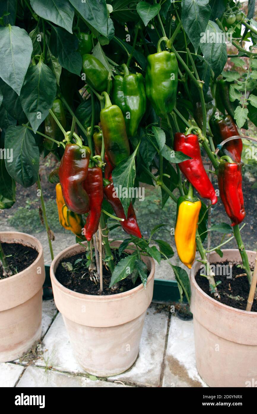 PAPRIKA ROMANO. GEWÄCHSHAUS ANGEBAUT Stockfoto