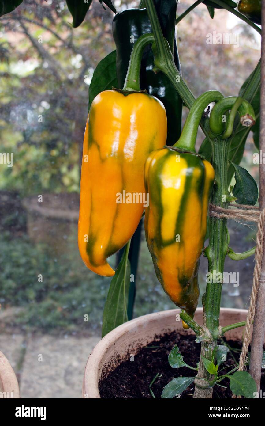 PAPRIKA ROMANO. GEWÄCHSHAUS ANGEBAUT Stockfoto