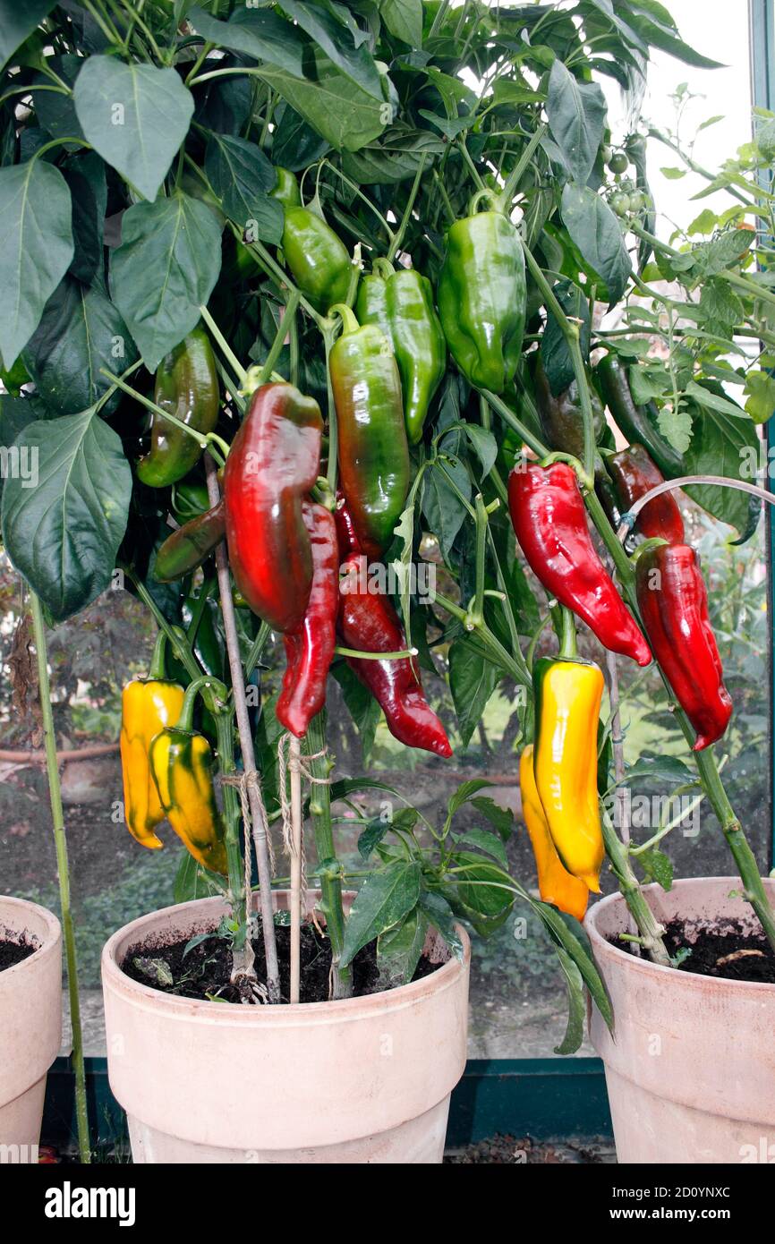 PAPRIKA ROMANO. GEWÄCHSHAUS ANGEBAUT Stockfoto