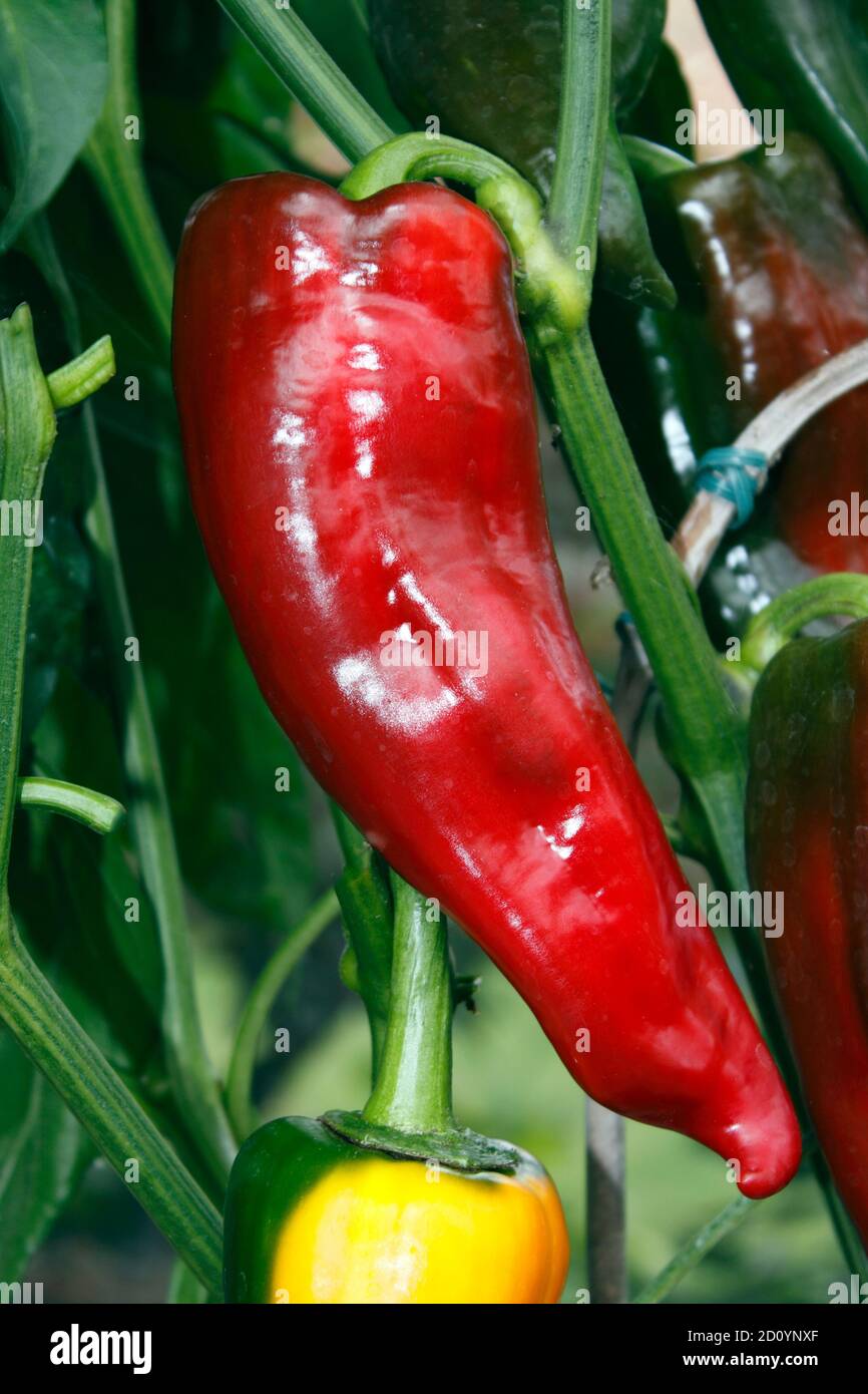 PAPRIKA ROMANO. GEWÄCHSHAUS ANGEBAUT Stockfoto