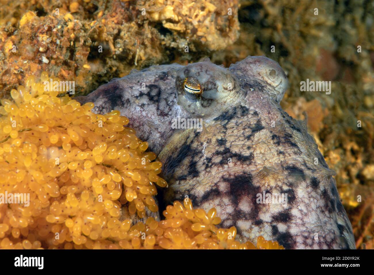 Octopus rubescens, Pacific Red Octopus mit Eiern Stockfoto