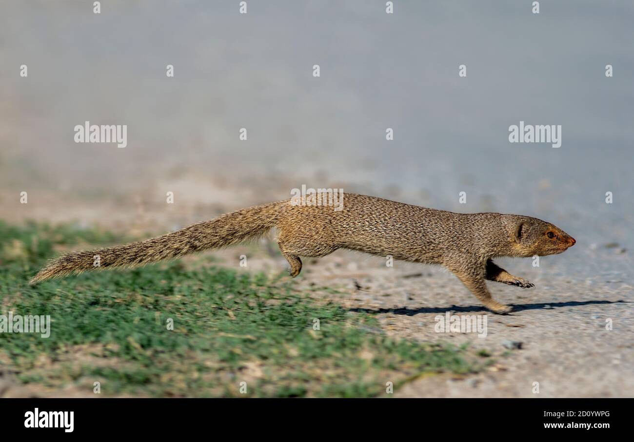 Der indische Graumungo ist eine Mungoart, die auf dem indischen Subkontinent und Westasien beheimatet ist. Sie ist auf der Roten Liste der IUCN als am wenigsten besorgniserregend aufgeführt. Stockfoto