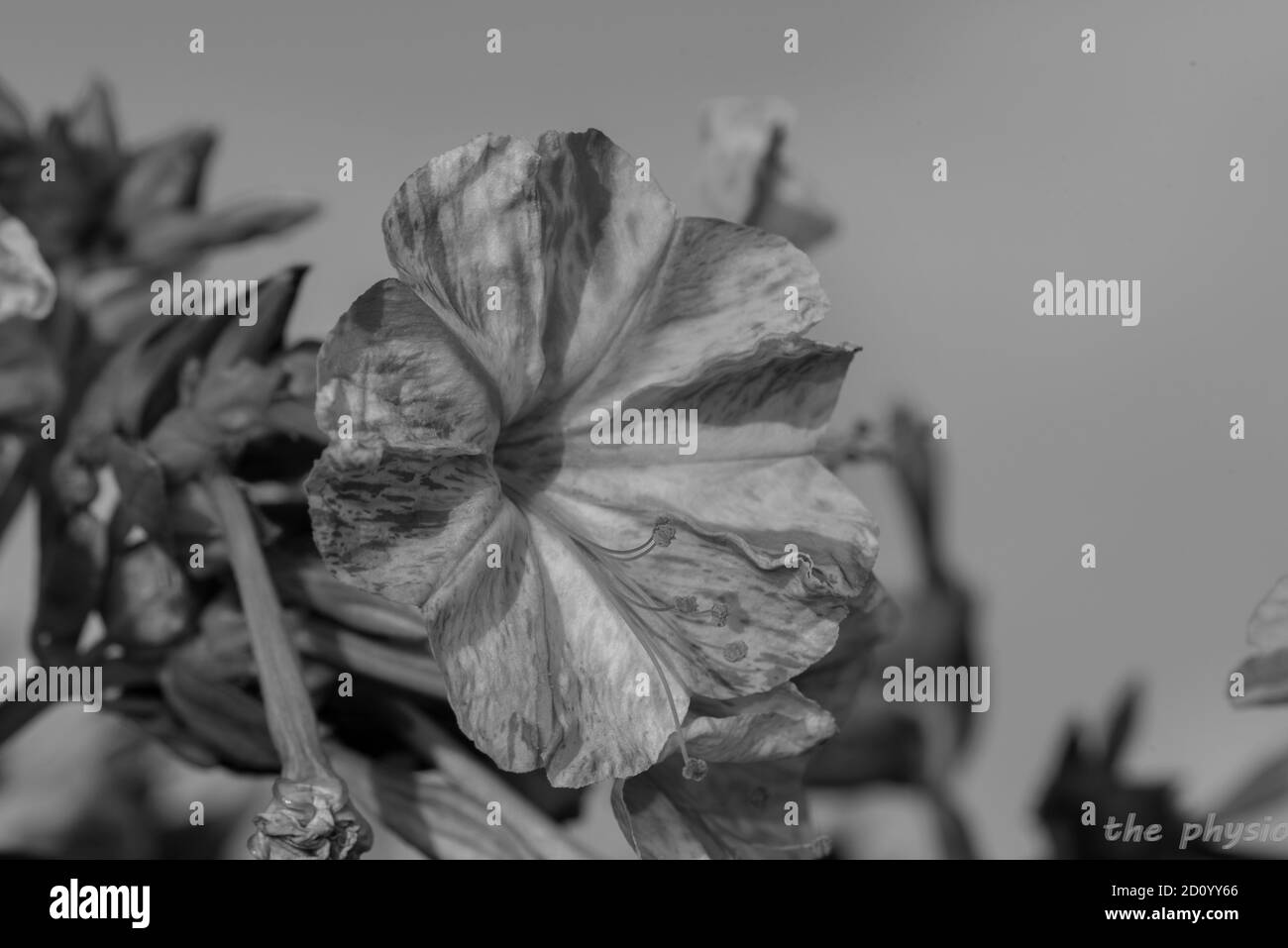 Eine Blume in schwarz-weißer Farbe Stockfoto