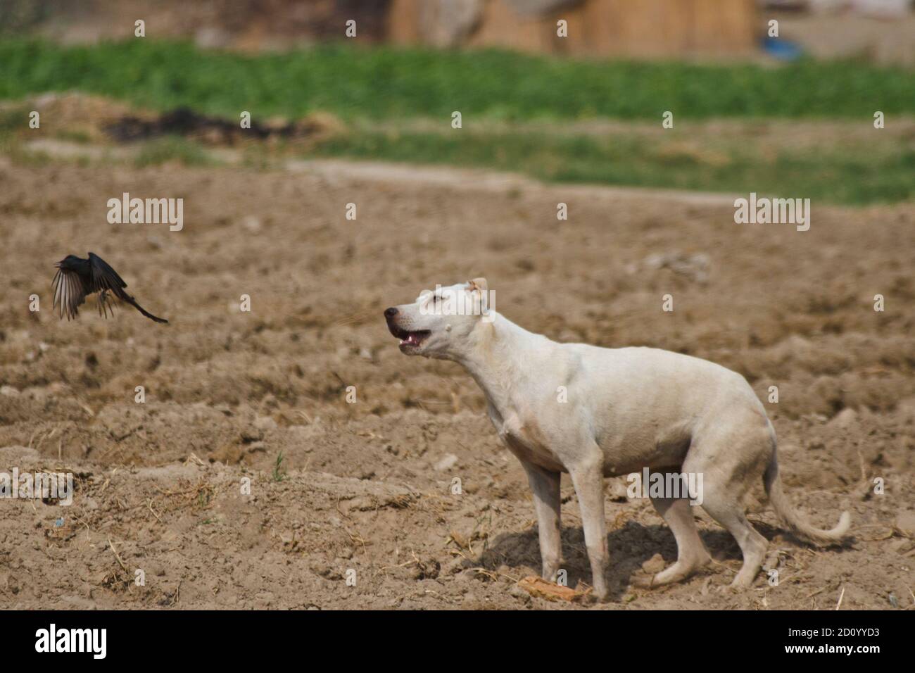 Der Hund ist ein domestizierter Fleischfresser der Familie Canidae. Es ist Teil der wolf-like canids, und ist die am häufigsten vorkommende terrestrische Fleischfresser Stockfoto